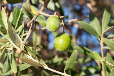 Zeytin ağacında yeşil zeytin