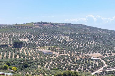 Olive tree fields in Jaen, Andalusia, Spain clipart