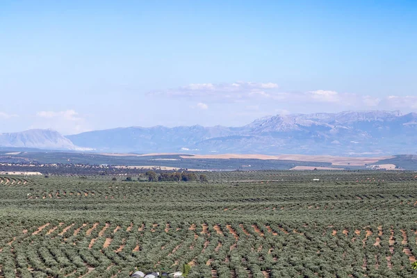 Pohled Pole Olivovníků Pohořím Cazorla Pozadí Vesnice Baeza Jaen Andalusie — Stock fotografie