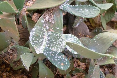 Plague that affects prickly pears, the cause of the disease suffered by this species is the cochineal, a parasite that feeds on its sap to weaken the plant clipart