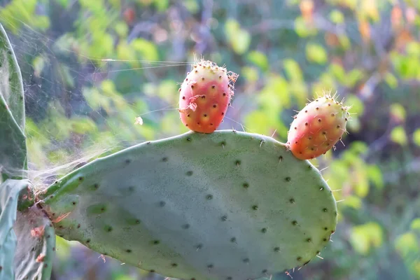 Cactus Pera Espinosa Cerca Con Fruta Color Rojo Opuntia Género — Foto de Stock