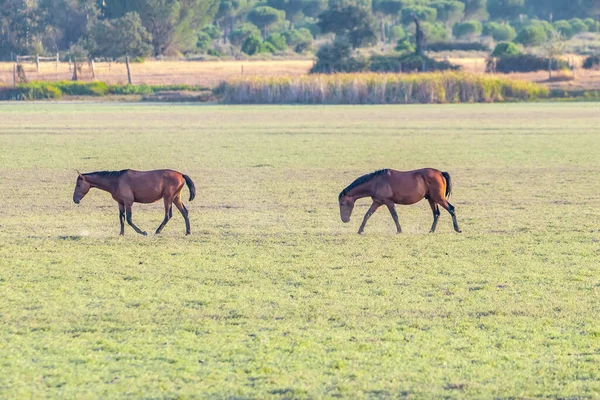 Caballos Andaluces Pura Raza Yeguas Pastando Parque Nacional Donana Reserva —  Fotos de Stock