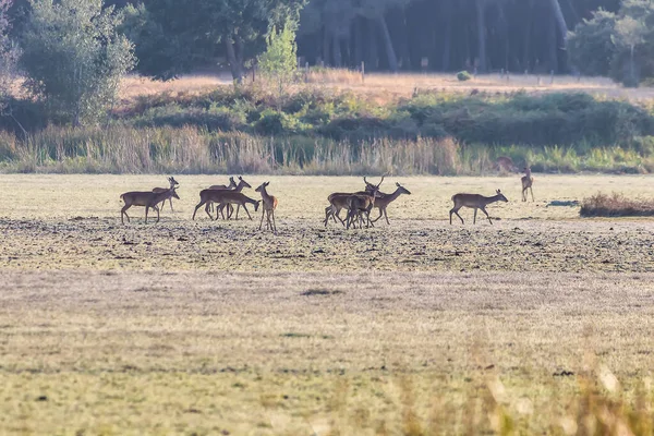 Cerf Mâle Avec Son Troupeau Cerfs Femelles Train Souffler Pendant — Photo