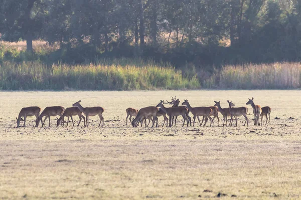 Male Deer His Herd Female Deer Process Bellowing Mating Season — Stock Photo, Image