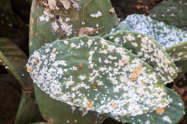 Macro photography of Prickly pears with a cochineal infestation. Shallow depth of field clipart