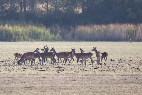 Herd Female Deer Process Bellowing Mating Season Marismas Del Rocio — Stock Photo, Image