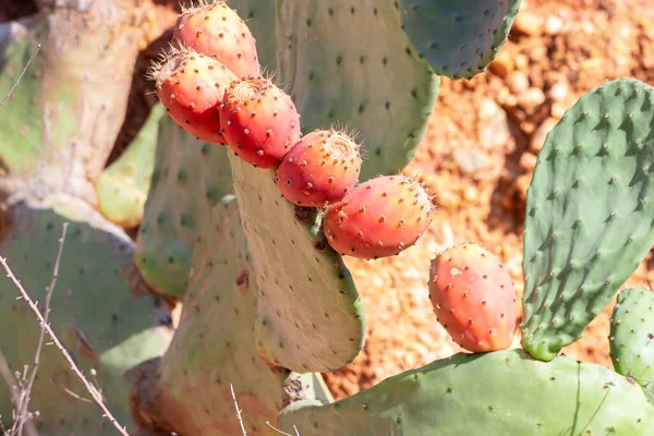 Prickly pear cactus close up with fruits in red color. Opuntia, commonly called prickly pear, is a genus in the cactus family, Cactaceae. Prickly pears are also known as tuna (fruit), sabra, nopal