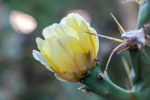 Macro photography of Prickly pear flower and spines in yellow color. Opuntia, commonly called prickly pear, is a genus in the cactus family, Cactaceae. Shallow deep of focus