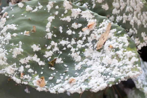 Macro Photographie Poires Bruyère Avec Une Infestation Cochenille Profondeur Champ — Photo