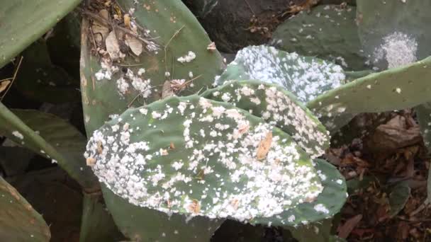 Prickiga Päron Med Cochineal Angrepp — Stockvideo