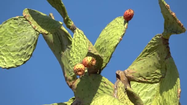 真っ青な空の上に 赤やオレンジ色の果物でサボテンを閉じます オプニア Opuntia サボテン科サボテン属の一種で 洋ナシと呼ばれます — ストック動画