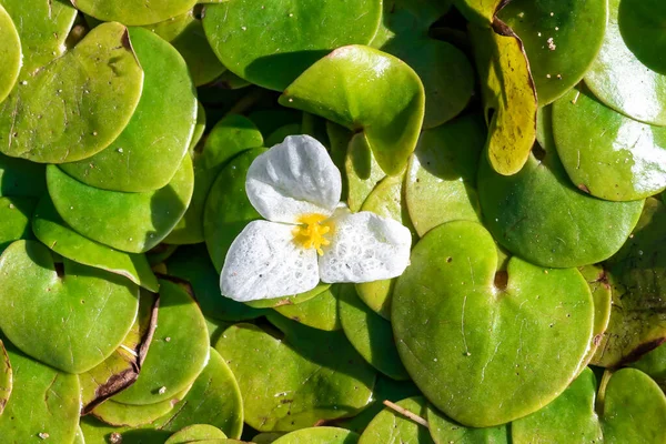Hidrokaris morsus-ranae, Hidrocharitaceae familyasından bir bitki türü. Küçük bir nilüfer çiçeğine benzeyen yüzen küçük bir bitki.. 