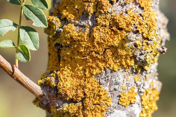 Detail Houby Kůře Stromu Kůra Stromů Keřů Jsou Často Používány — Stock fotografie