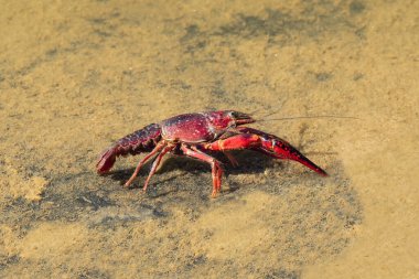 Kırmızı bataklık kereviti (Procambarus clarkii) doğal ortamında. Bu İspanya 'da istilacı bir tür ve Donana doğa koruma alanında bulunur.