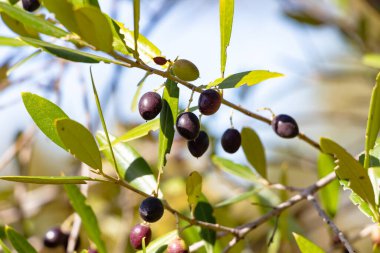 Acebuche, spanish wild olive. Its scientific name is Olea Europaea or sylvestris, it is therefore the same species of the olive tree, but wild. clipart