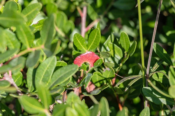 Pistacia Lentiscus Comúnmente Conocido Como Lentisk Masilla Arbusto Siempreverde Dioico — Foto de Stock