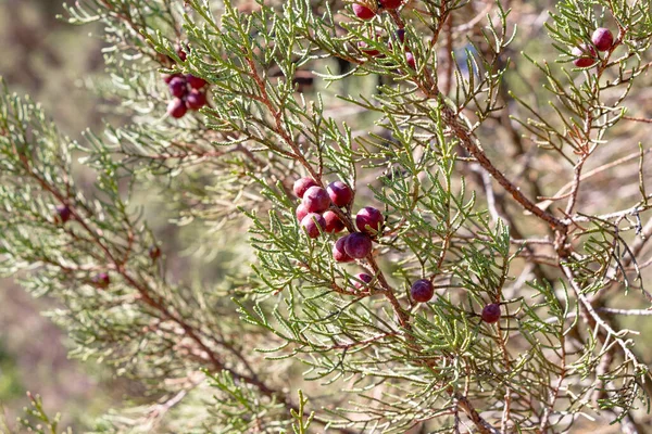 Juniperus Phoenicea Černý Jalovec Nebo Hladký Jalovec Běžně Známý Jako — Stock fotografie