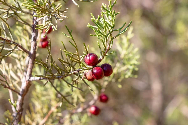 Juniperus Phoenicea Fekete Boróka Vagy Sima Boróka Közismert Nevén Föníciai — Stock Fotó