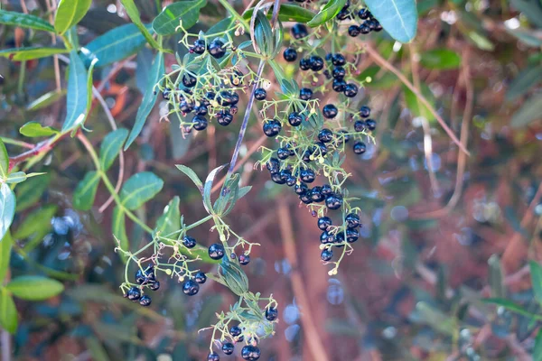 Rubia Peregrina Uma Espécie Planta Herbácea Perene Pertencente Família Rubiaceae — Fotografia de Stock