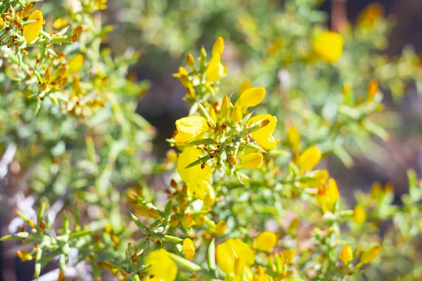 Ulex Australis Clemente Comumente Chamado Espinhoso Arbusto Gorse Flor Arbusto — Fotografia de Stock