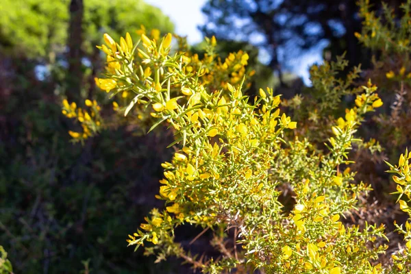 Ulex Australis Clemente Běžně Nazývaný Thorny Bush Gorse Bloom Trvalý — Stock fotografie
