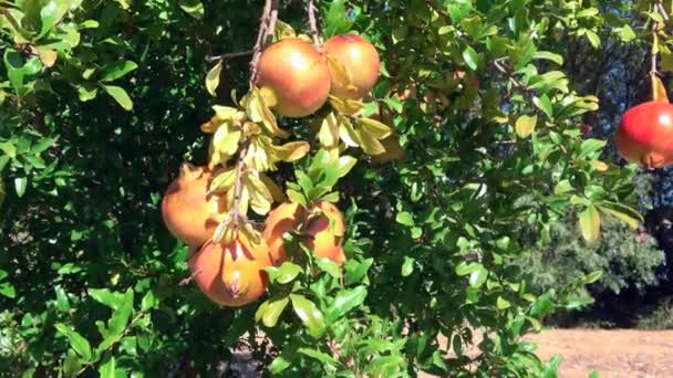 Frutti Melograno Maturi Ramo Albero Sotto Luce Del Sole — Video Stock