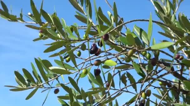 Acebuche Spaanse Wilde Olijf Wetenschappelijke Naam Olea Europaea Sylvestris Het — Stockvideo