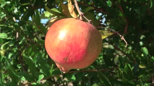 Buah Delima Matang Pada Cabang Pohon — Stok Video