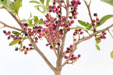 Pistacia mercimek L (yaygın olarak lentisk veya mastik olarak bilinir), Aromatik reçinesi için yetiştirilen ve Pistacia cinsinin 4 metre yüksekliğine kadar büyüyen diyonik bir ağaçtır.