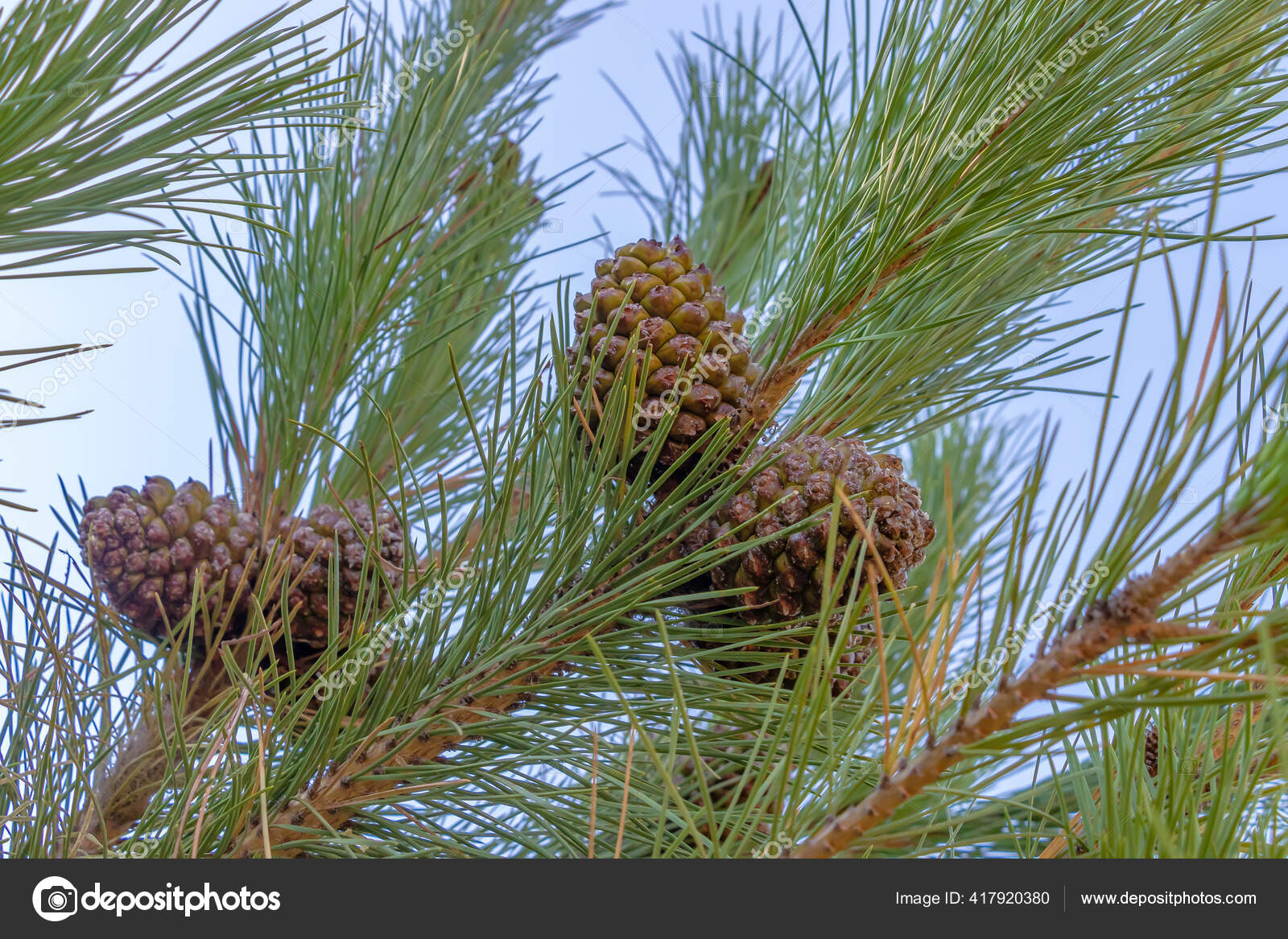 石松分枝与封闭的松果学名Pinus Pinea 也被称为意大利石松伞松和阳伞松是松树科的一种树——图库图片© alfredosaz.gmail.com  #
