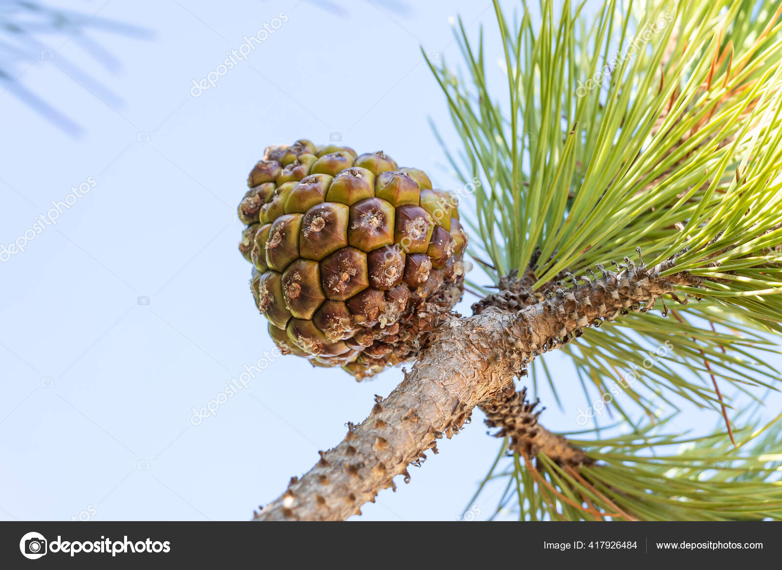 石松分枝与封闭的松果学名Pinus Pinea 也被称为意大利石松伞松和阳伞松是松树科的一种树——图库图片© alfredosaz.gmail.com  #