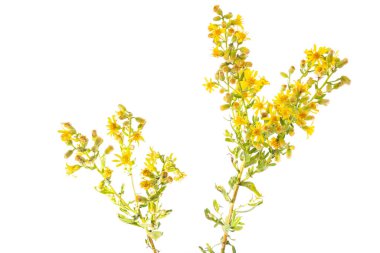Dittrichia viscosa, also known as false yellowhead, woody fleabane, sticky fleabane, Sticky aster and yellow fleabane, is a flowering plant in the daisy family.  clipart