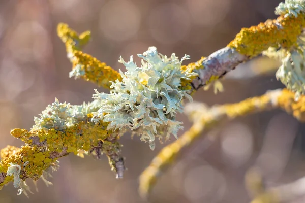 Detaily Houby Kůře Keře Kůra Stromů Keřů Jsou Často Používány — Stock fotografie