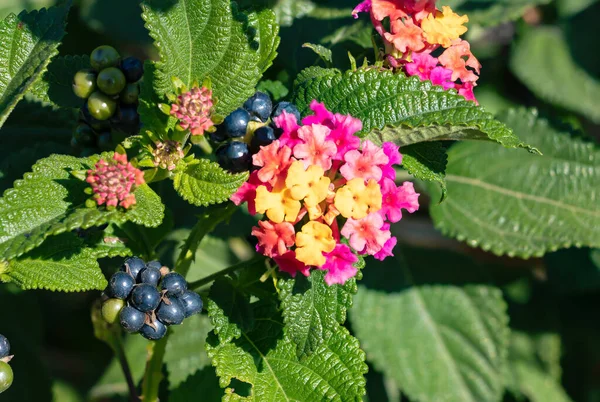 Lantana Camara Sanguinea Família Verbenaceae Uma Planta Jardim Mediterrânea Altamente — Fotografia de Stock