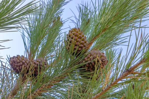 Stone pine branch with closed pine cones. The stone pine, botanical name Pinus pinea, also known as the Italian stone pine, umbrella pine and parasol pine, is a tree from the pine family (Pinaceae).