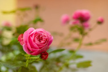 Estonya, Tallinn 'de çiçek açan pembe gülün (Rosa) yakın çekimi. Keskin odaklı yeşil yapraklar ve tomurcuklarla detaylandırılmış taç yaprakları, pastel duvarın bulanık arkaplanı romantik, doğal çiçek kompozisyonu yaratır..