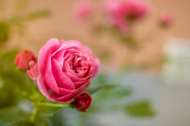 Estonya, Tallinn 'de çiçek açan pembe gülün (Rosa) yakın çekimi. Keskin odaklı yeşil yapraklar ve tomurcuklarla detaylandırılmış taç yaprakları, pastel duvarın bulanık arkaplanı romantik, doğal çiçek kompozisyonu yaratır..