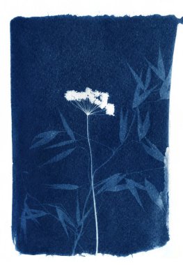 Güneş-yazdırma veya cyanotype işlemi. Bazı yapraklar gibi lavanta, yaprakları, çiçekleri, fern, özel bir ışığa duyarlı sıvıyla kaplı bir suluboya kağıt üzerinde yalan.