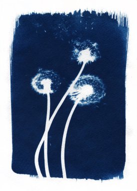 Güneş-yazdırma veya cyanotype işlemi. Bazı yapraklar gibi lavanta, yaprakları, çiçekleri, fern, özel bir ışığa duyarlı sıvıyla kaplı bir suluboya kağıt üzerinde yalan.