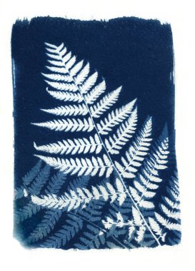 Güneş-yazdırma veya cyanotype işlemi. Bazı yapraklar gibi lavanta, yaprakları, çiçekleri, fern, özel bir ışığa duyarlı sıvıyla kaplı bir suluboya kağıt üzerinde yalan.
