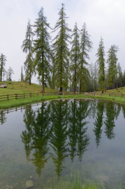 Yeşil Ağaçlar Yüksek Kaliteli Fotoğraflı Wuhnleger Minimalist Görünümü