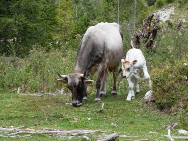 Güney Tyrol 'daki inekler, Özgür Doğanlar. Yüksek kalite fotoğraf