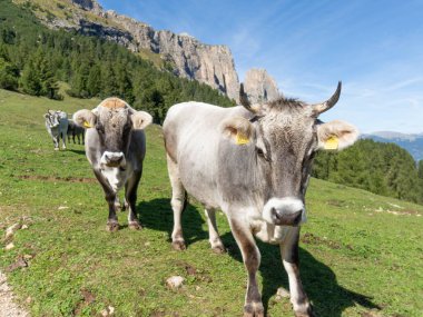 Güney Tyrol 'daki inekler, Özgür Doğanlar. Yüksek kalite fotoğraf