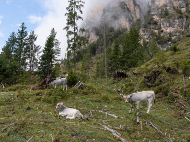 Hirzelsteig 'deki Büyük Rosengarten' de Foggy Hiking. Yüksek kalite fotoğraf