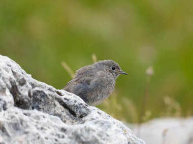 Black Redstart İtalyan Alplerinde - Güney Tyorol on Rocks. Yüksek kalite fotoğraf