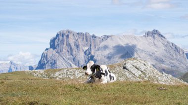 Güney Tyrol 'daki inekler, Özgür Doğanlar. Yüksek kalite fotoğraf