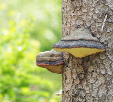 The Woods around Monschau in the Eifel in Germany Hiking and Trekking. High quality photo