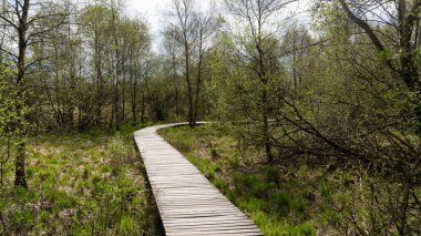 Wooden path through Nature in the National Park Eifel Germany. High quality photo