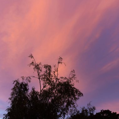 Duesseldorf 'un çatısında, Almanya' nın büyük renkleriyle görkemli günbatımı. Yüksek kalite fotoğraf