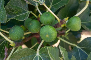 Taze, sağlıklı meyvelerin detaylarını gösteren, bereketli yapraklarla çevrili incir dalında büyüyen yeşil incirlerin makro yakın çekimi - gıda, tarım, doğa ve botanik temalar için ideal.